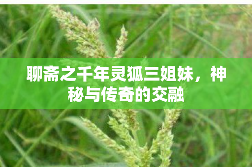 聊斋之千年灵狐三姐妹,神秘与传奇的交融 聊斋之千年灵狐三姐妹,神秘与传奇的交融