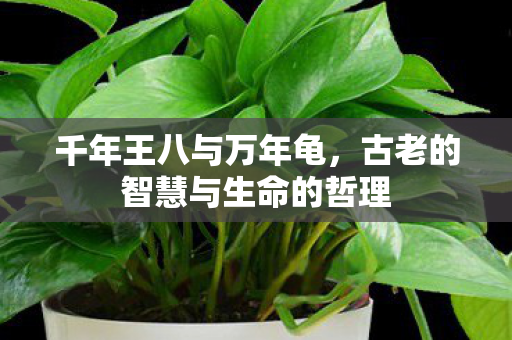 千年王八与万年龟，古老的智慧与生命的哲理