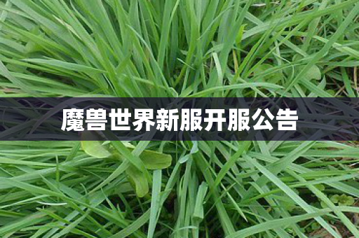 魔兽世界新服开服公告