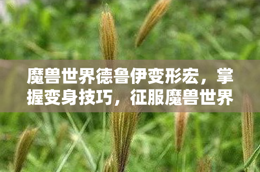 魔兽世界德鲁伊变形宏，掌握变身技巧，征服魔兽世界