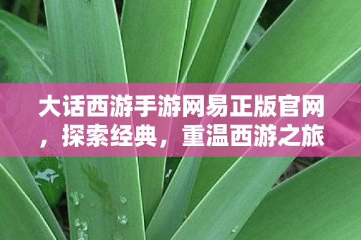 大话西游手游网易正版官网,探索经典,重温西游之旅 大话西游手游网易正版官网,探索经典,重温西游之旅
