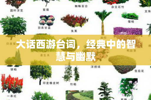 大话西游台词，经典中的智慧与幽默