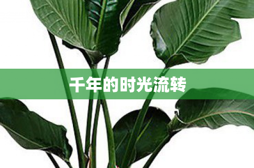 千年的时光流转 千年的时光流转