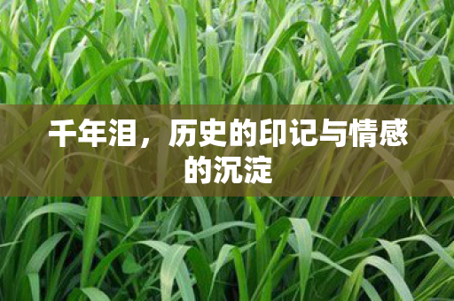 千年泪,历史的印记与情感的沉淀 千年泪,历史的印记与情感的沉淀