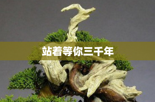 站着等你三千年 站着等你三千年