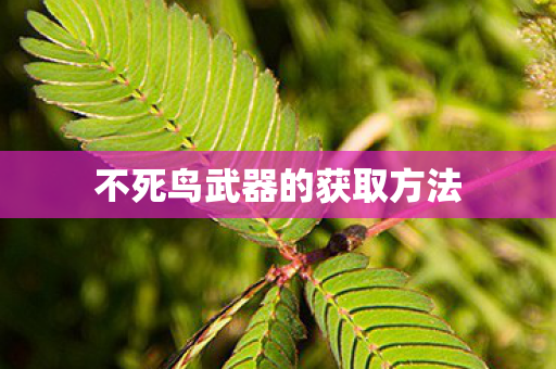 不死鸟武器的获取方法 不死鸟武器的获取方法