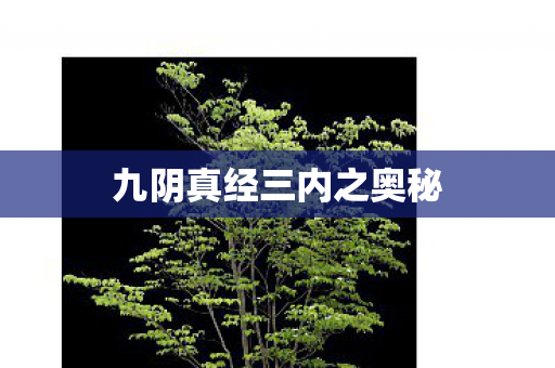 九阴真经三内之奥秘 九阴真经三内之奥秘
