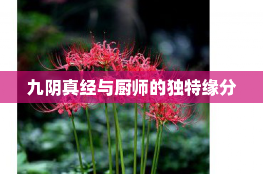 九阴真经与厨师的独特缘分 九阴真经与厨师的独特缘分