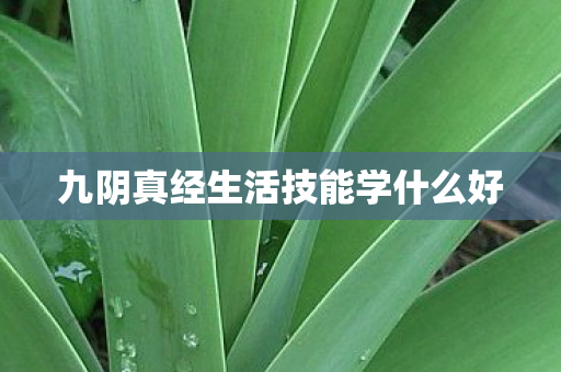 九阴真经生活技能学什么好