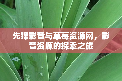 先锋影音与草莓资源网,影音资源的探索之旅 先锋影音与草莓资源网,影音资源的探索之旅