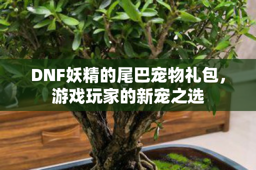 DNF妖精的尾巴宠物礼包，游戏玩家的新宠之选