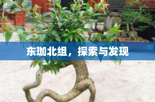 东珈北组,探索与发现 东珈北组,探索与发现