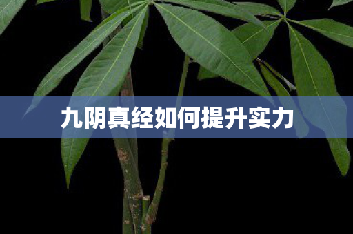 九阴真经如何提升实力 九阴真经如何提升实力