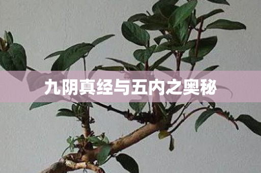 九阴真经与五内之奥秘