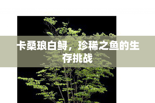 卡桑琅白鲟，珍稀之鱼的生存挑战