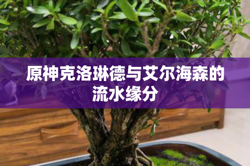 原神克洛琳德与艾尔海森的流水缘分