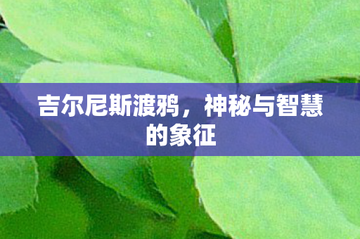 吉尔尼斯渡鸦，神秘与智慧的象征