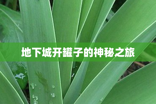 地下城开罐子的神秘之旅 地下城开罐子的神秘之旅