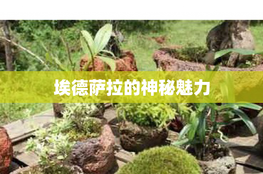 埃德萨拉的神秘魅力 埃德萨拉的神秘魅力
