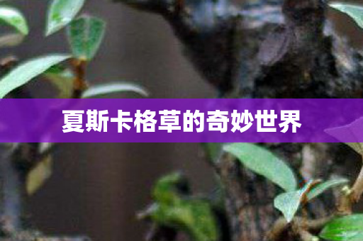 夏斯卡格草的奇妙世界
