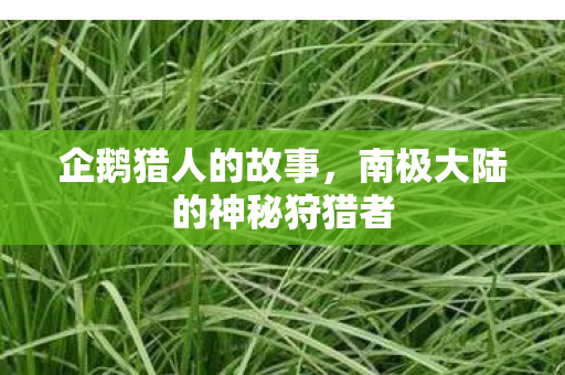 企鹅猎人的故事,南极大陆的神秘狩猎者 企鹅猎人的故事,南极大陆的神秘狩猎者