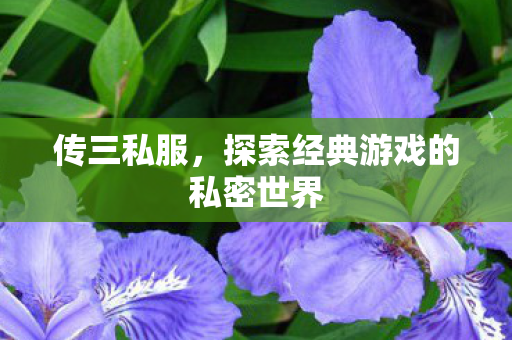 传三私服，探索经典游戏的私密世界