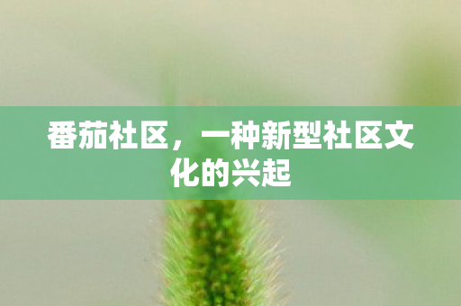 番茄社区,一种新型社区文化的兴起 番茄社区,一种新型社区文化的兴起