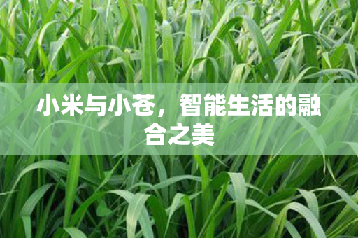 小米与小苍，智能生活的融合之美