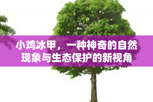 小鸡冰甲，一种神奇的自然现象与生态保护的新视角