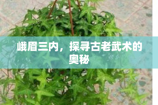 峨眉三内,探寻古老武术的奥秘 峨眉三内,探寻古老武术的奥秘