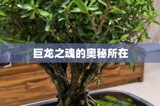 巨龙之魂的奥秘所在 巨龙之魂的奥秘所在