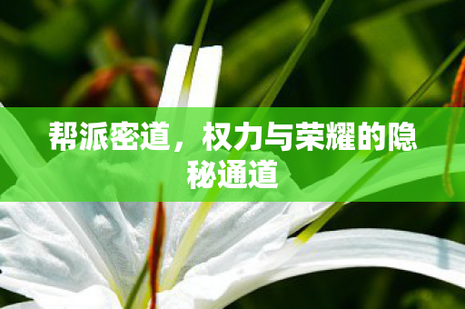 帮派密道,权力与荣耀的隐秘通道 帮派密道,权力与荣耀的隐秘通道