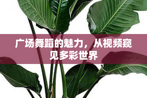 广场舞蹈的魅力,从视频窥见多彩世界 广场舞蹈的魅力,从视频窥见多彩世界