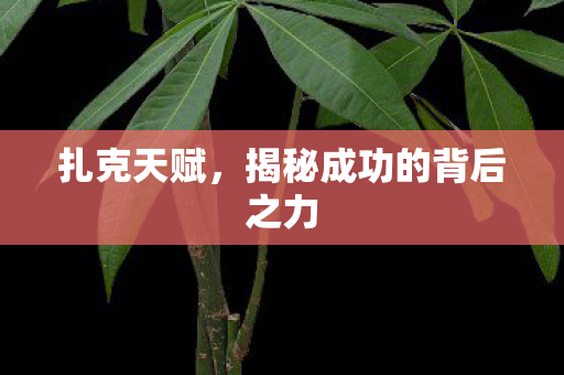扎克天赋,揭秘成功的背后之力 扎克天赋,揭秘成功的背后之力