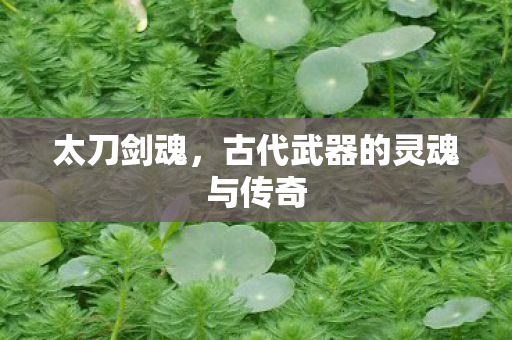 太刀剑魂,古代武器的灵魂与传奇 太刀剑魂,古代武器的灵魂与传奇