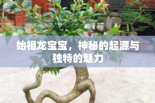 始祖龙宝宝,神秘的起源与独特的魅力 始祖龙宝宝,神秘的起源与独特的魅力