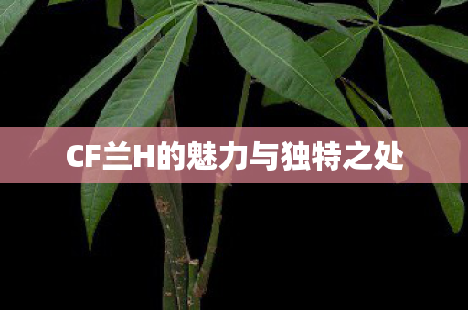 CF兰H的魅力与独特之处 CF兰H的魅力与独特之处