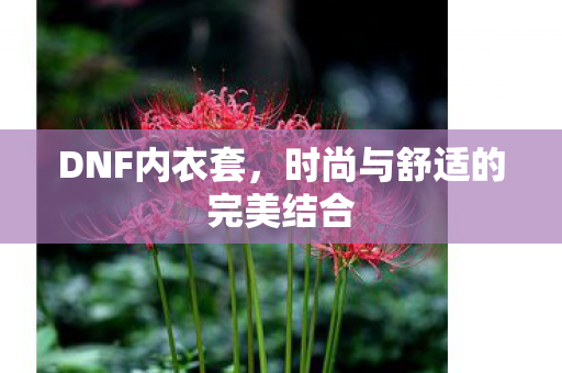DNF内衣套,时尚与舒适的完美结合 DNF内衣套,时尚与舒适的完美结合