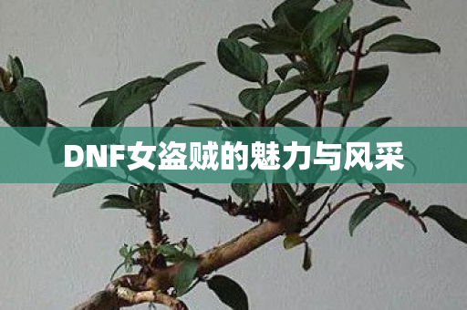 DNF女盗贼的魅力与风采 DNF女盗贼的魅力与风采