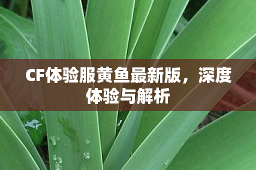 CF体验服黄鱼最新版,深度体验与解析 CF体验服黄鱼最新版,深度体验与解析