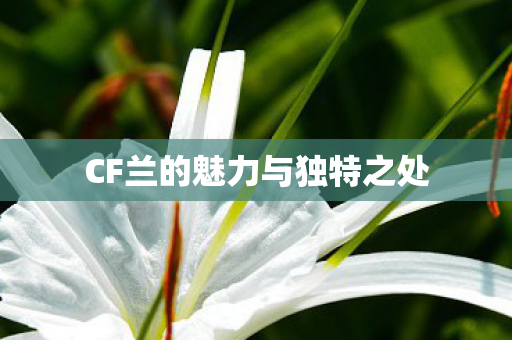 CF兰的魅力与独特之处 CF兰的魅力与独特之处