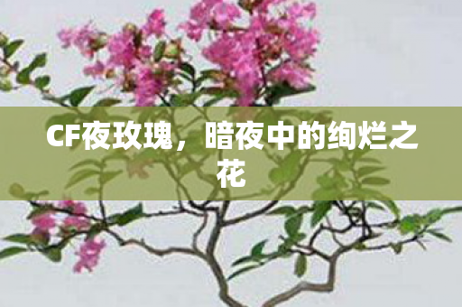 CF夜玫瑰,暗夜中的绚烂之花 CF夜玫瑰,暗夜中的绚烂之花