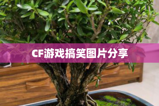 CF游戏搞笑图片分享 CF游戏搞笑图片分享