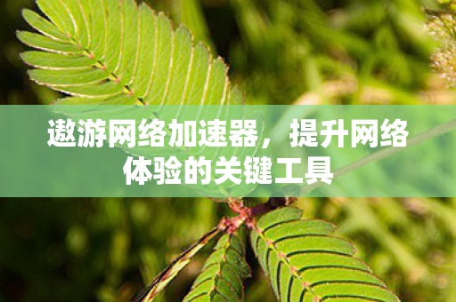 遨游网络加速器，提升网络体验的关键工具