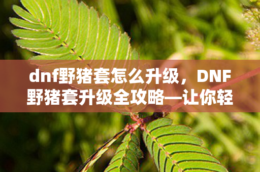dnf野猪套怎么升级，DNF野猪套升级全攻略—让你轻松提升装备品质