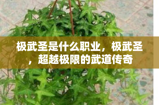 极武圣是什么职业，极武圣，超越极限的武道传奇