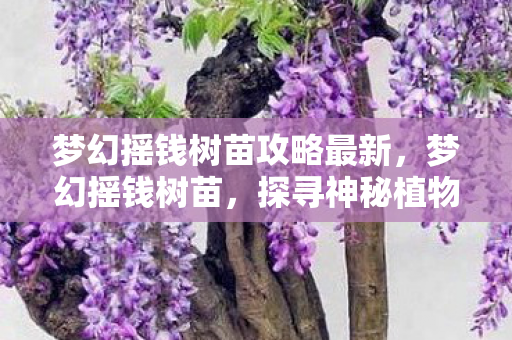梦幻摇钱树苗攻略最新,梦幻摇钱树苗,探寻神秘植物的财富之旅 梦幻摇钱树苗攻略最新,梦幻摇钱树苗,探寻神秘植物的财富之旅