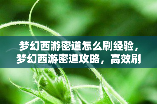 梦幻西游密道怎么刷经验，梦幻西游密道攻略，高效刷怪指南