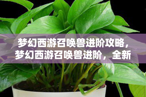 梦幻西游召唤兽进阶攻略,梦幻西游召唤兽进阶,全新体验与攻略指南 梦幻西游召唤兽进阶攻略,梦幻西游召唤兽进阶,全新体验与攻略指南