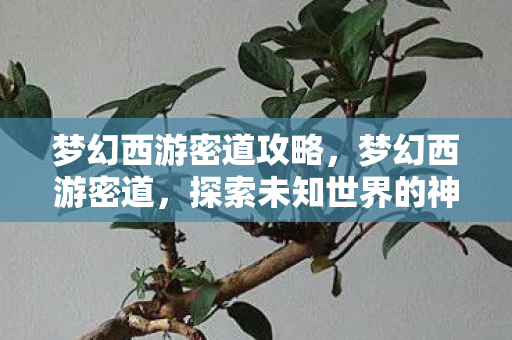 梦幻西游密道攻略,梦幻西游密道,探索未知世界的神秘之门 梦幻西游密道攻略,梦幻西游密道,探索未知世界的神秘之门